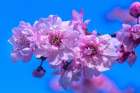 Pink peach flowering fruit tree-Bellevue-Washington State Art Print